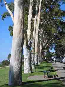 eucalyptus citradoria plante
