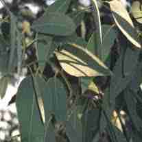 eucalyptus radiata