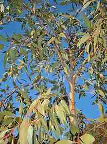 eucalyptus dives plante