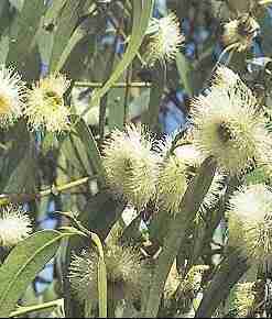 eucalyptus globulus plante
