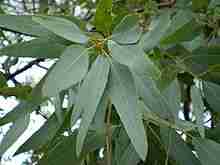 eucalyptus staigeriana plante