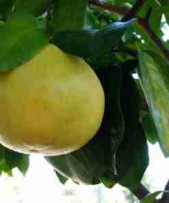 grapefrukt plante
