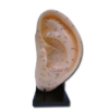 Modell øre